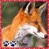 Fox 12